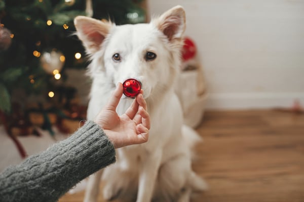 woman-hand-holding-christmas-red-bauble-at-cute-do-2022-10-25-00-06-34-utc